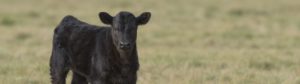 Black angus calf in pasture