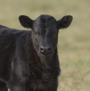 Black Angus Calf