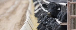 Black angus cattle at feedyard during winter