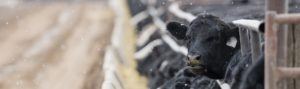 Black angus cattle at feedyard