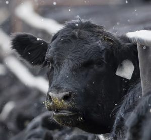 Black angus cattle at feedyard