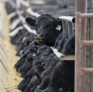 Black angus cattle at feedyard during winter