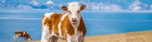 Calf in pasture with mountain in background