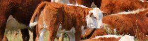 Red angus calf in pasture