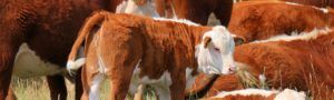 Hereford calf in herd