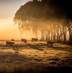 Cattle in pasture