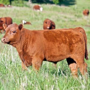 Red angus calf in pasture