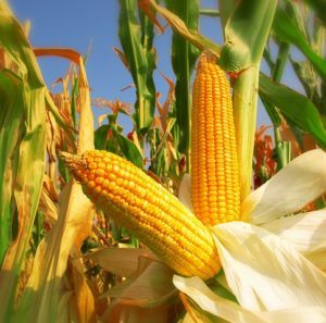 Ears of Corn