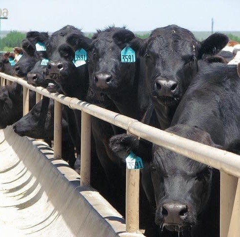 Ritter Cattle at the feedyard