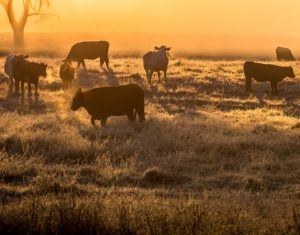 Cattle in pasture