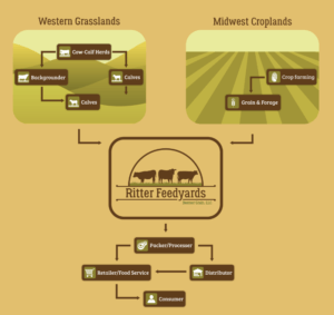 Cow-calf and Feeder Cattle Operations Infographic